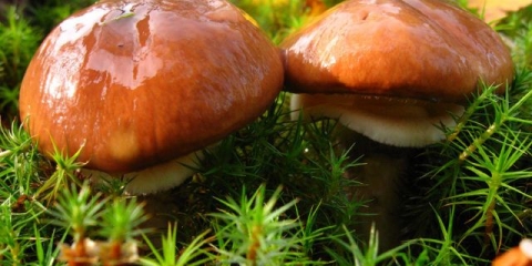 Kavijar od gljiva od putera za zimu i za svaki dan: recepti za kuhanje sa fotografijama